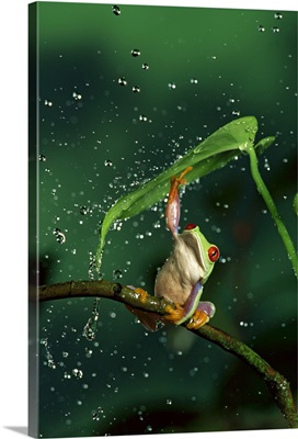 Red-eyed Tree Frog in rain