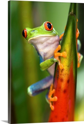 Red-eyed Tree Frog, northern Costa Rica