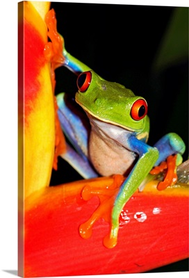 Red-eyed Tree Frog on heliconia, Costa Rica
