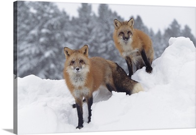 Red Fox pair in snow fall showing the black and red markings of their cross phase