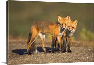Red Fox Siblings Denali National Park