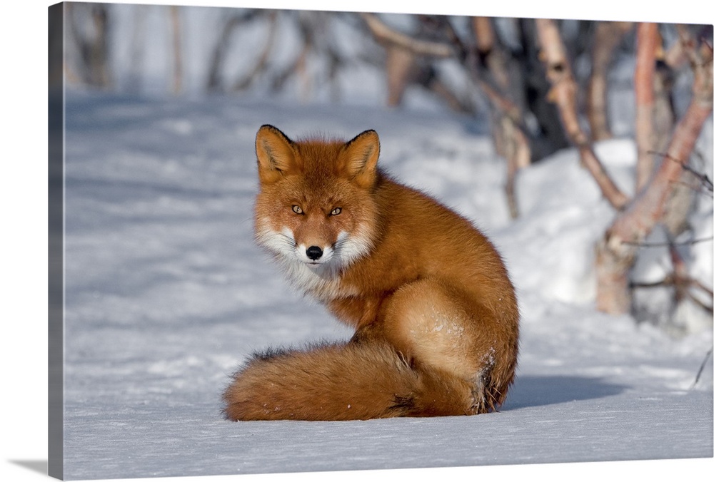 Red Fox (Vulpes vulpes) sitting on snow, Kamchatka, Russia
