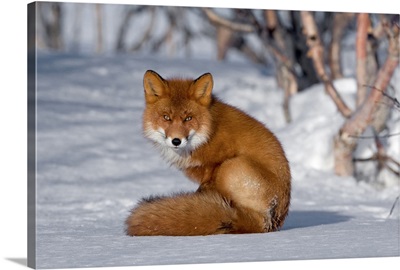 Red Fox (Vulpes vulpes) sitting on snow, Kamchatka, Russia