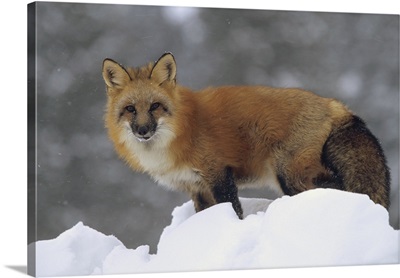 Red Fox (Vulpes vulpes) standing at the top of a snow bank, Montana