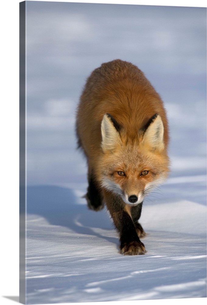 Red Fox walking in snow, Alaska