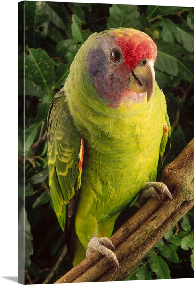 Red-tailed Amazon (Amazona brasiliensis) parrot portrait, vulnerable, Atlantic Forest ecosystem, Brazil