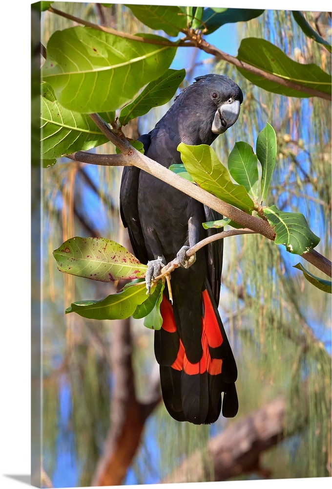 Red-tailed Black-Cockatoo (Calyptorhynchus banksii) male, Magnetic Island, Queensland, Australia.
