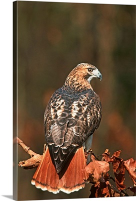 Red-tailed Hawk at a raptor rehabilitation center, New York
