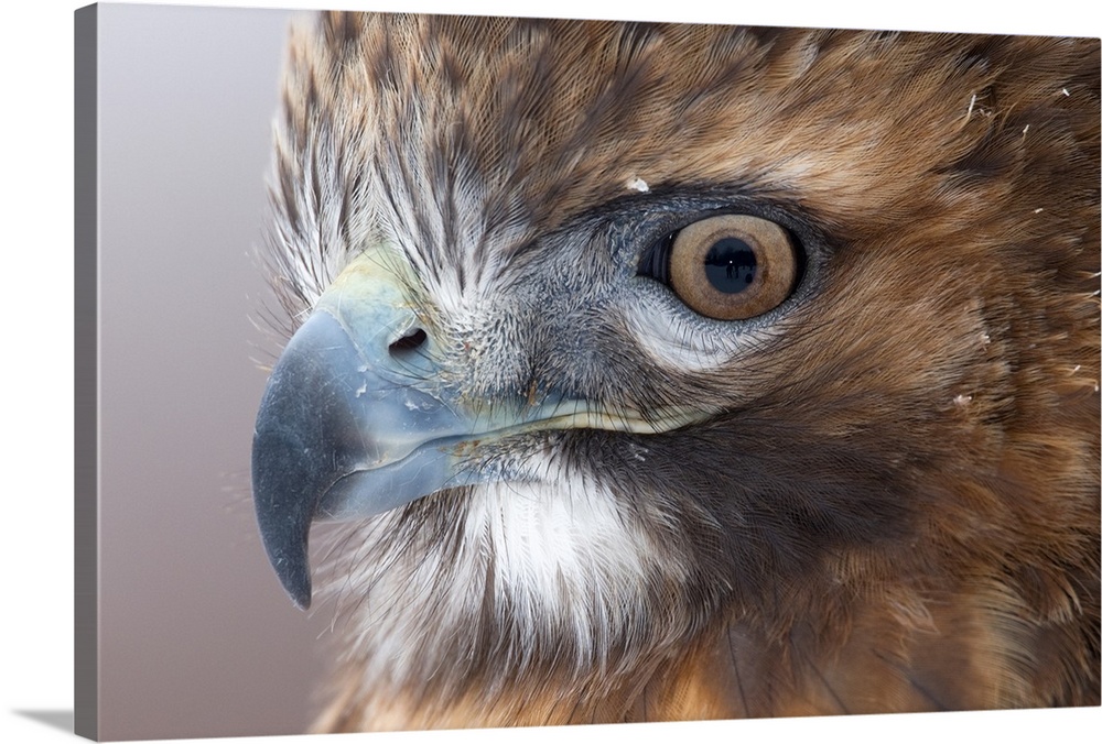 red-tailed hawk (Buteo jamaicensis), headshot, Captive, Howell Nature Center, MI