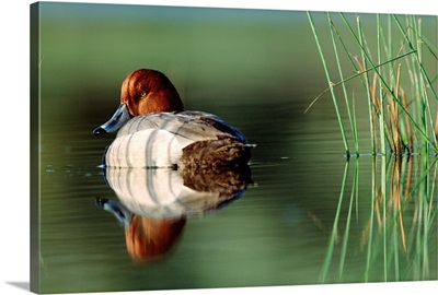 Redhead Duck (Aythya americana) male with reflection near reeds, Washington