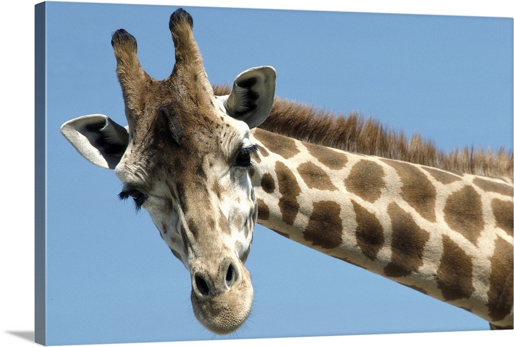 Reticulated Giraffe (Giraffa camelopardalis reticulata) portrait, native to Africa