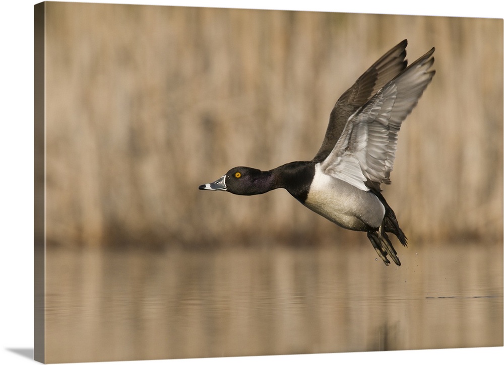 ring-necked duck (Aythya collaris),Flight,  Male, Island Lake State Recreation Area, MI