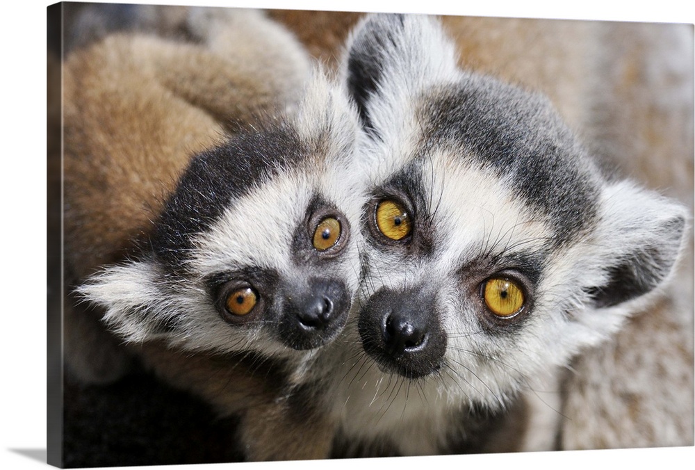 Ring-tailed Lemur (Lemur catta), portrait of adult with young. Wall Art ...