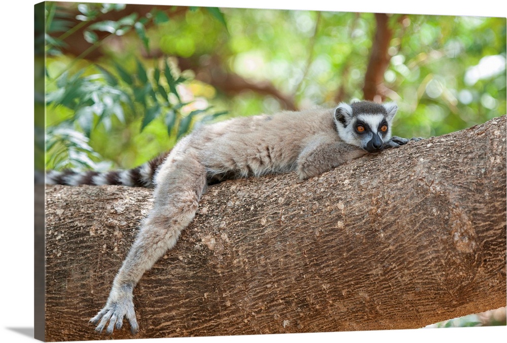 Ring-tailed Lemur.Lemur catta.Male resting.Berenty Private Reserve, Madagascar