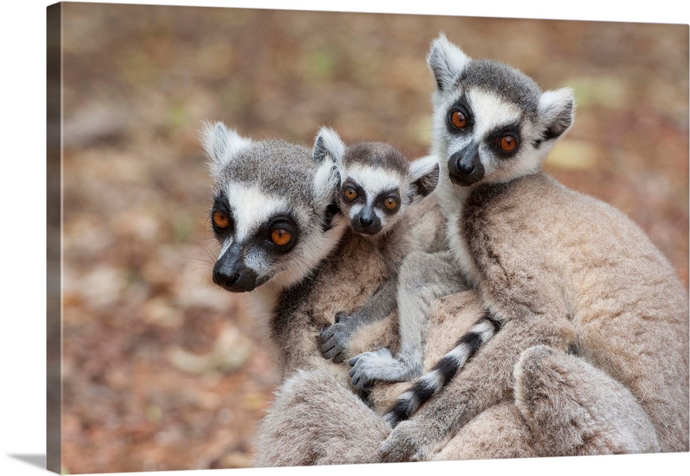 Interactie Altijd Glimlach Ring-tailed Lemur mother and baby huddling with another female, Madagascar  Wall Art, Canvas Prints, Framed Prints, Wall Peels | Great Big Canvas