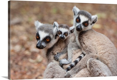 Ring-tailed Lemur mother and baby huddling with another female, Madagascar