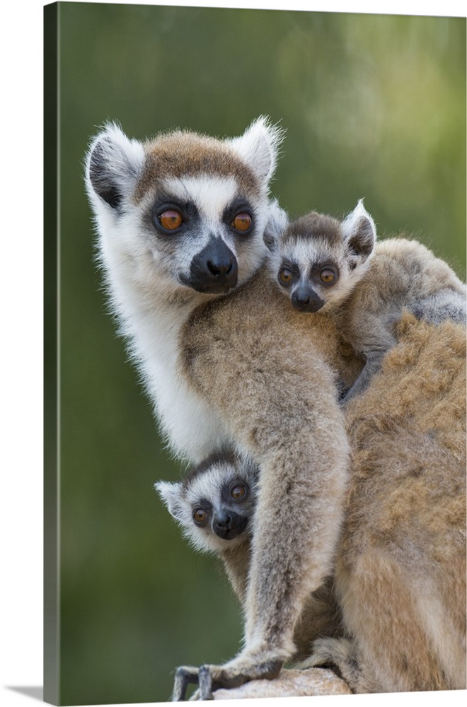 Ring-tailed Lemur.Lemur catta.Mother and 1-2 week old twins.Berenty Private Reserve, Madagascar.*Digitally retouched patch...