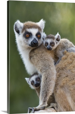 Ring-tailed Lemur mother and week-old twins, Madagascar