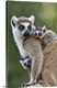 image thumbnail of Ring-tailed Lemur.Lemur catta.Mother and 1-2 week old twins.Berenty Private Reserve, Madagascar.*Digitally retouched patch...