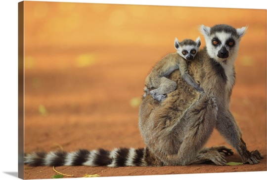 Ring-tailed Lemur mother with baby clinging to her back, vulnerable ...