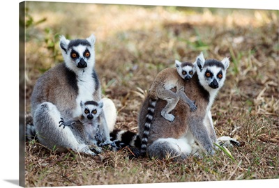 Ring-tailed Lemur mothers with young, Nahampoana Reserve, Madagascar
