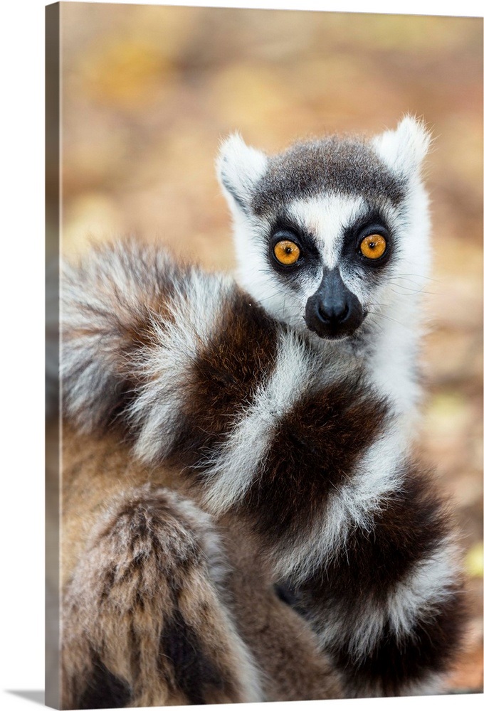 Ring-tailed Lemur wrapping tail around itself, Berenty Reserve ...