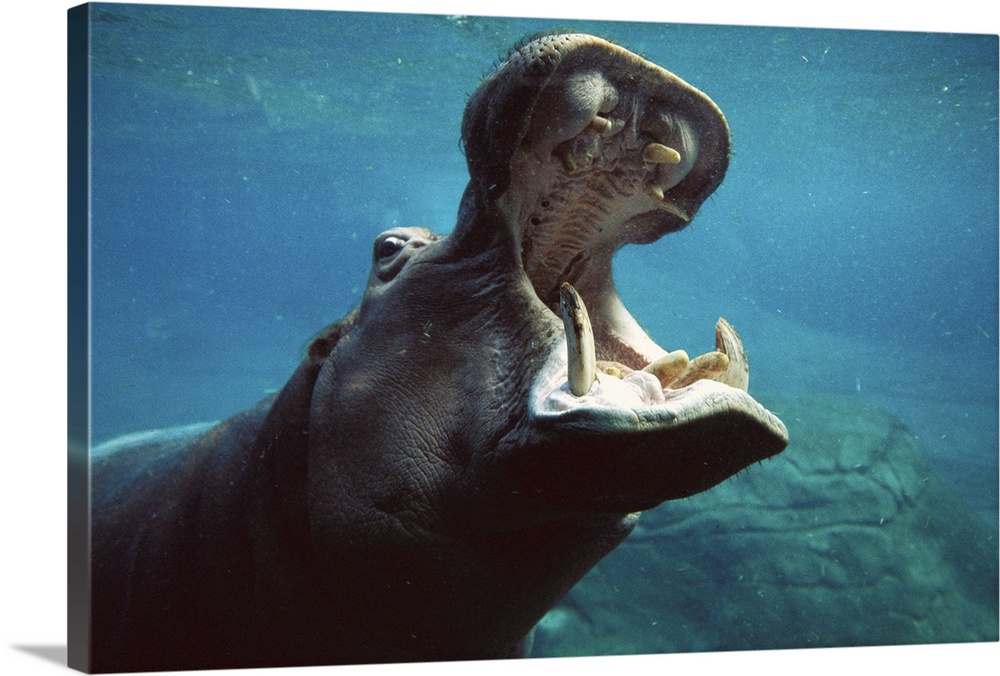River Hippopotamus (Hippopotamus amphibius) swimming submerged in tank, native to Africa
