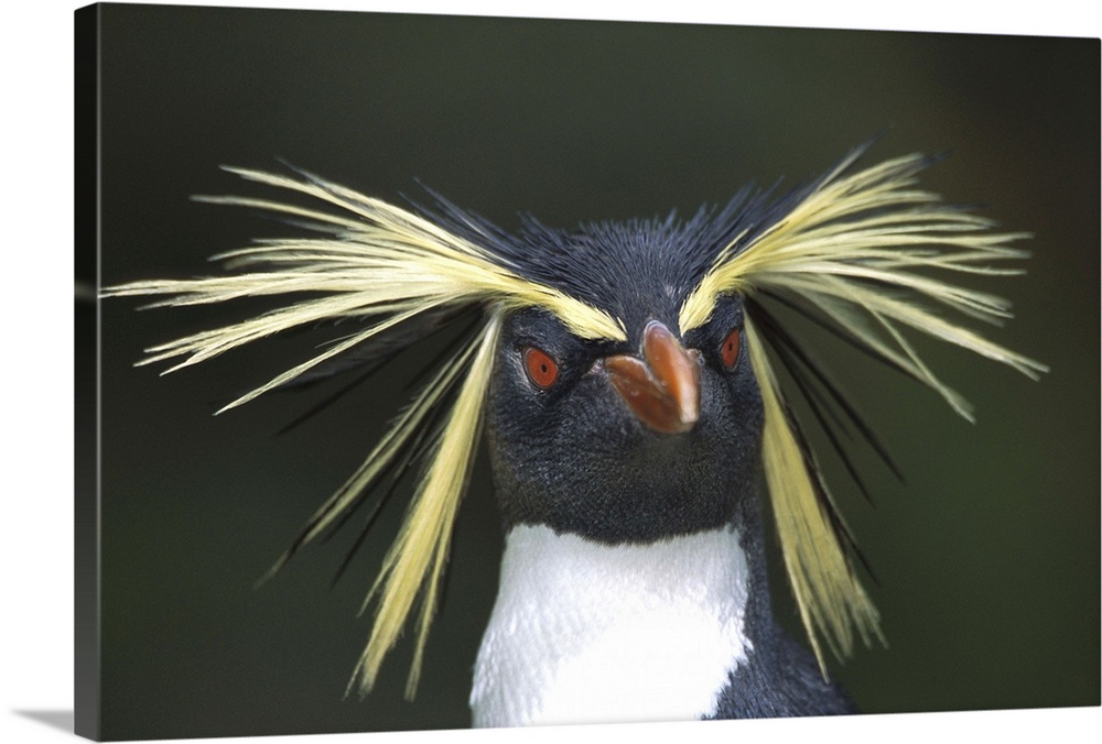 Rockhopper Penguin (Eudyptes chrysocome) portrait, Gough Island, South Atlantic