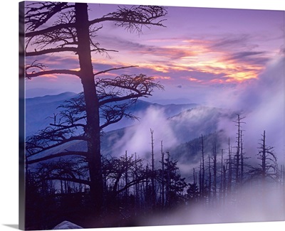 Rolling fog on Clingman's Dome, Great Smoky Mountains National Park, Tennessee