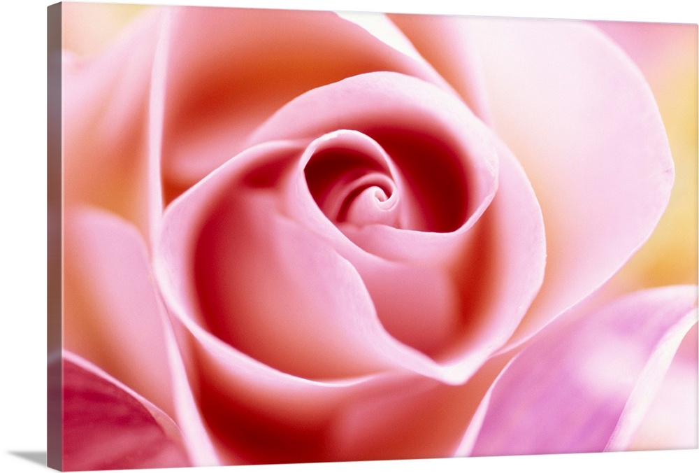 Macro photograph of a rose, horizontal wall art for the living room or office.