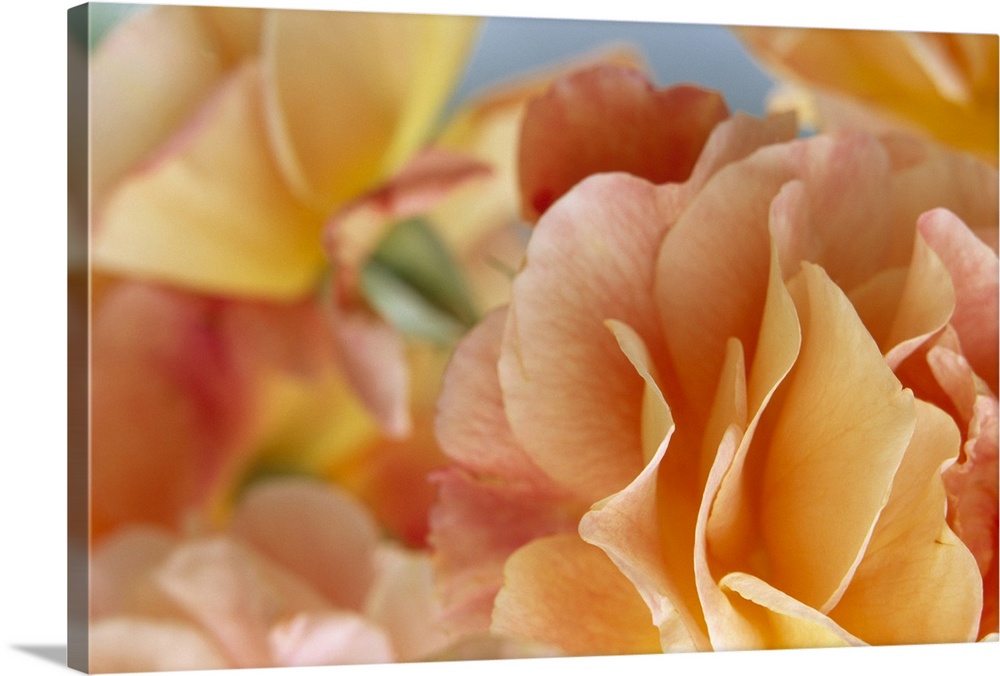 A closely taken photograph of a rose with more roses in the background that are out of focus.