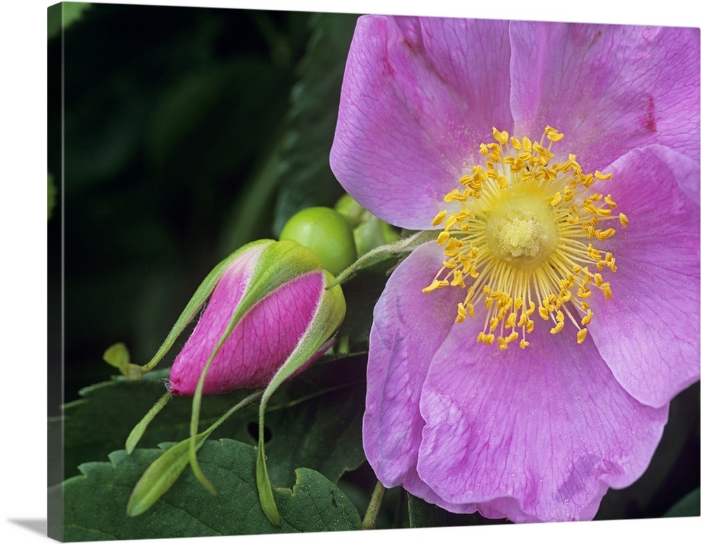 Rose (Rosa sp) flower, British Columbia, Canada Wall Art, Canvas Prints