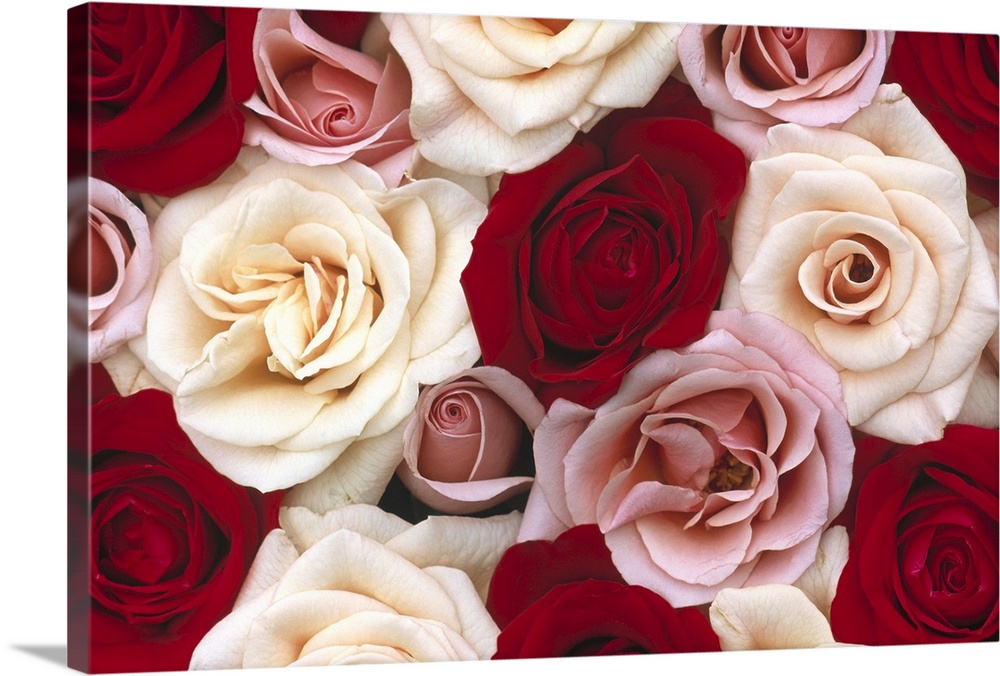 Different colored roses are photographed bunched together with most of them open and some still blooming.