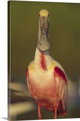 Roseate Spoonbill (Ajaja ajaja) adult in breeding plumage, North America