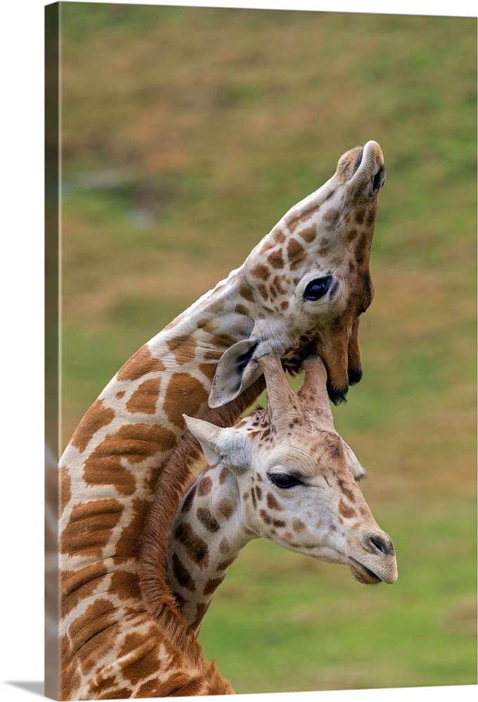 Rothschild Giraffe calves necking, native to Africa