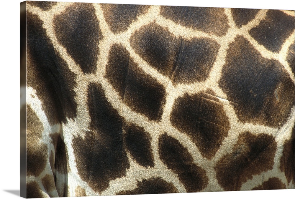 Rothschild Giraffe (Giraffa camelopardalis rothschildi) detail of coat pattern, native to Uganda and Kenya