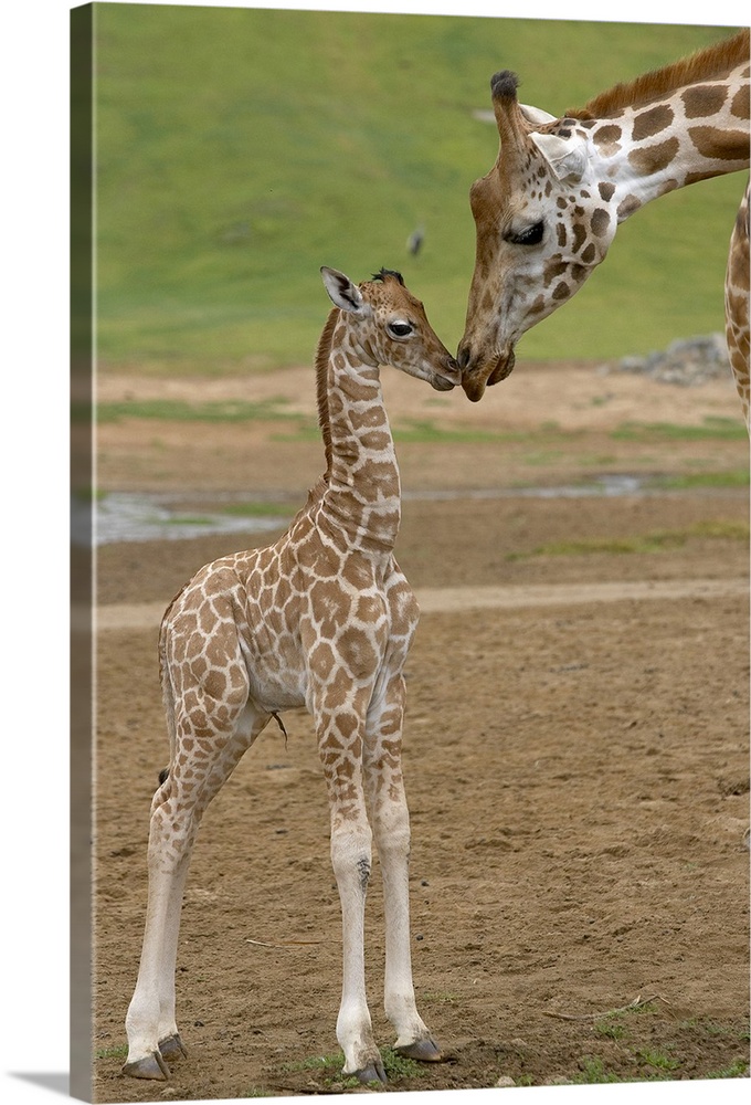 Vertical canvas of a baby giraffe standing up and touching noses with it's parent.