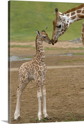 Rothschild Giraffe  mother kissing calf, native to Africa