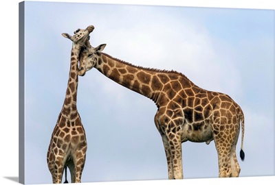 Rothschild Giraffe pair nuzzling, native to Africa