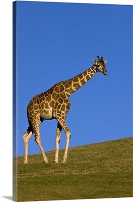 Rothschild Giraffe walking, native to Africa