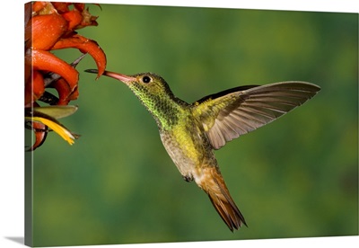 Rufous Hummingbird feeding on flower nectar, North America