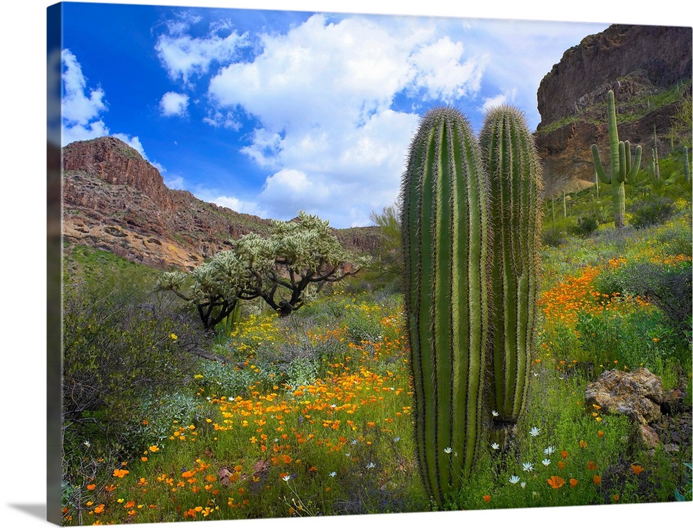 Saguaro amid flowering Lupine, California Brittlebush and Desert Golden Poppies