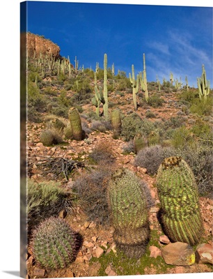 Saguaro and Barrel Cacti  Tonto National Monument Arizona