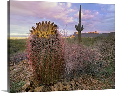 Saguaro and Giant Barrel Cactus, Saguaro National Park, Arizona
