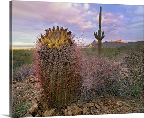 Saguaro and Giant Barrel Cactus, Saguaro National Park, Arizona | Great ...