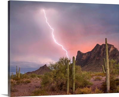 Saguaro Cacti And Lightning, Picacho Peak State Park, Arizona