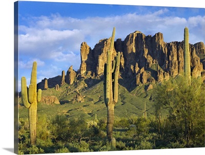 Saguaro cacti and Superstition Mountains at Lost Dutchman State Park, Arizona