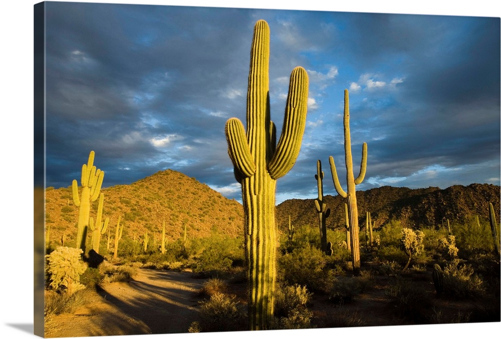 Saguaro cacti in desert, Arizona