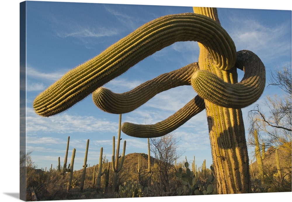 Saguaro Cactus (Carnegiea gigantea)  Saguaro National Park, near Tucson, Arizona, USA