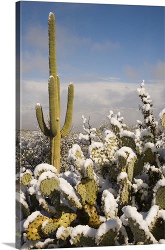 Frozen Giants: Snowfall on Saguaro National Park Cactus Winter Photography  Canvas Home Wall Art -  España